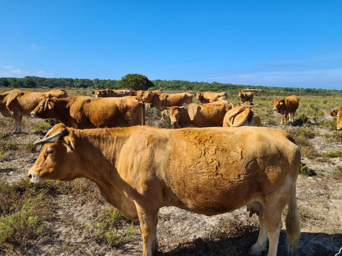 Herdade Da Vagem Rogil Exterior foto
